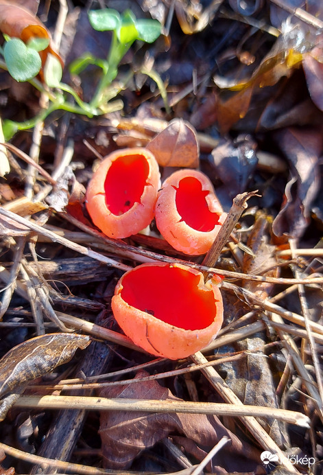 Osztrák csészegomba