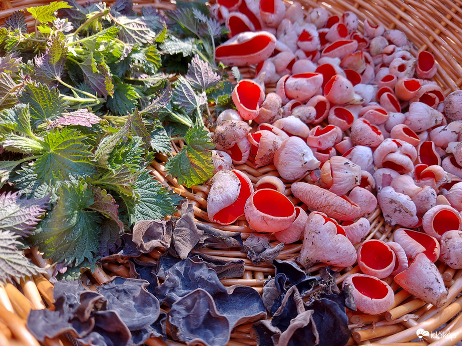 Az erdő ajándéka.