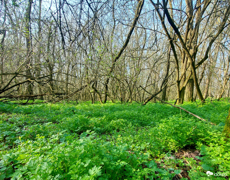 Telis-teli turbolyával az erdő