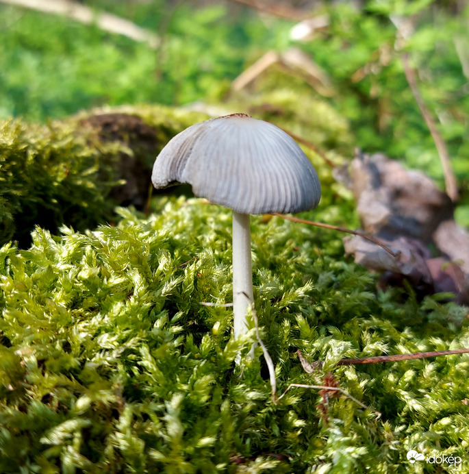 Apróság az erdő mélyén