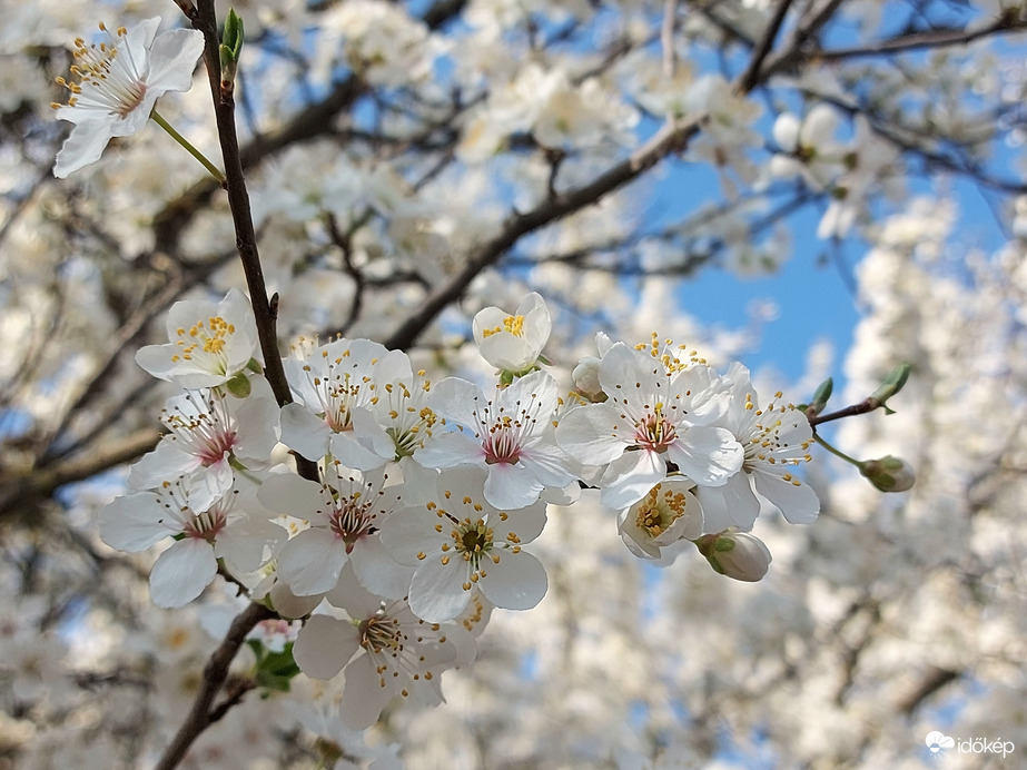 Szépsége teljében