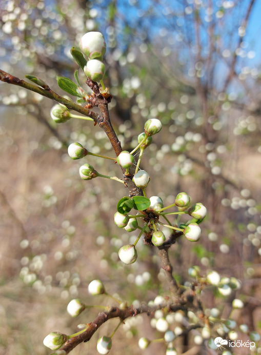 Tavaszi gyöngyszemek