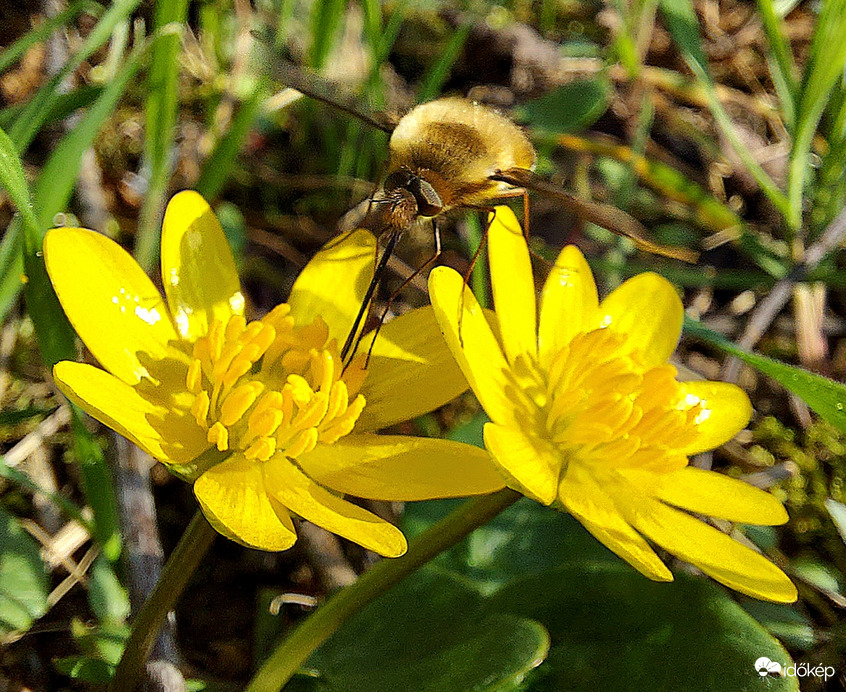 Salátaboglárka haspókkal