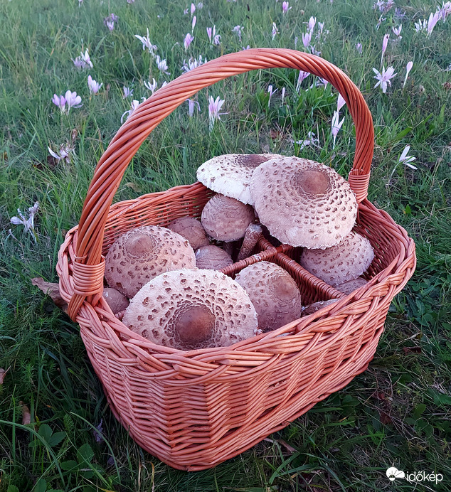 Nagy őzlábgombák,őszi kikericsek