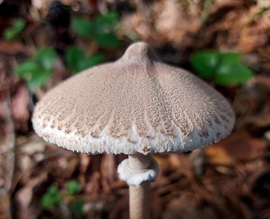 Karcsú őzlábgomba szép kalapja