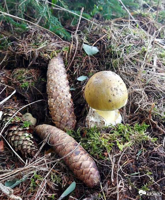 Kis gyilkos cseperedik.