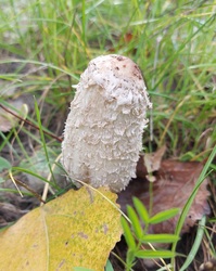 Gyapjas tintagomba,alias "gyapi". :)