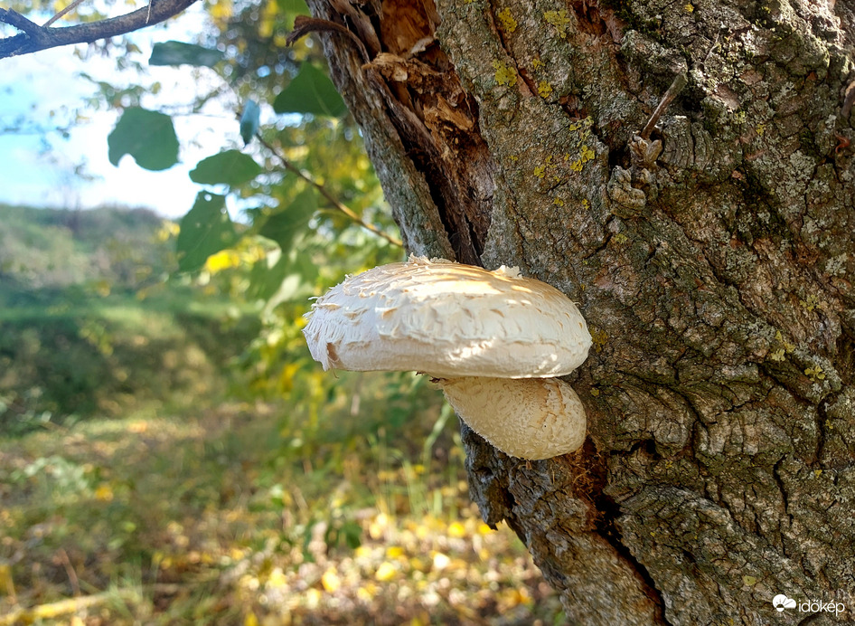 Nyárfa-tőkegomba.