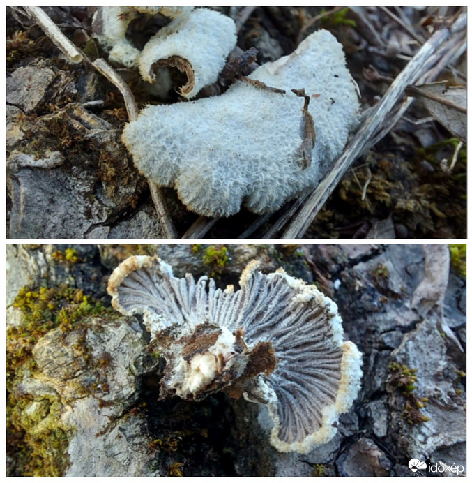 Hasadtlemezű gomba.