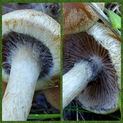 Könnyező szálkásgombák