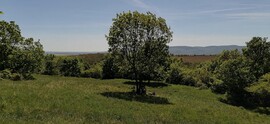 Szendehely