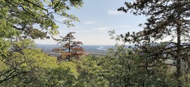 Vác-Nyulas