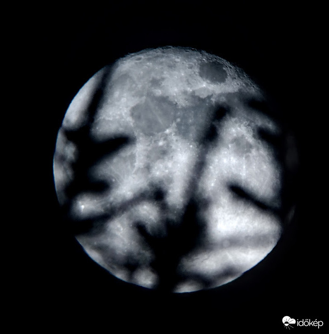 A fák lombja között a felkelő Hold