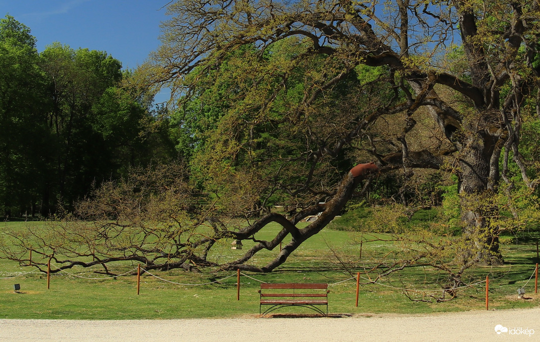 A kocsányos tölgy is meghajol a látvány előtt