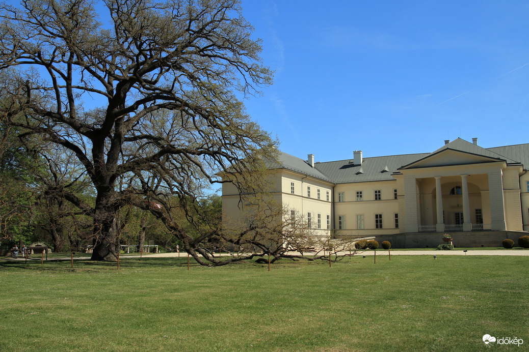 A kocsányos tölgy is meghajol a látvány előtt