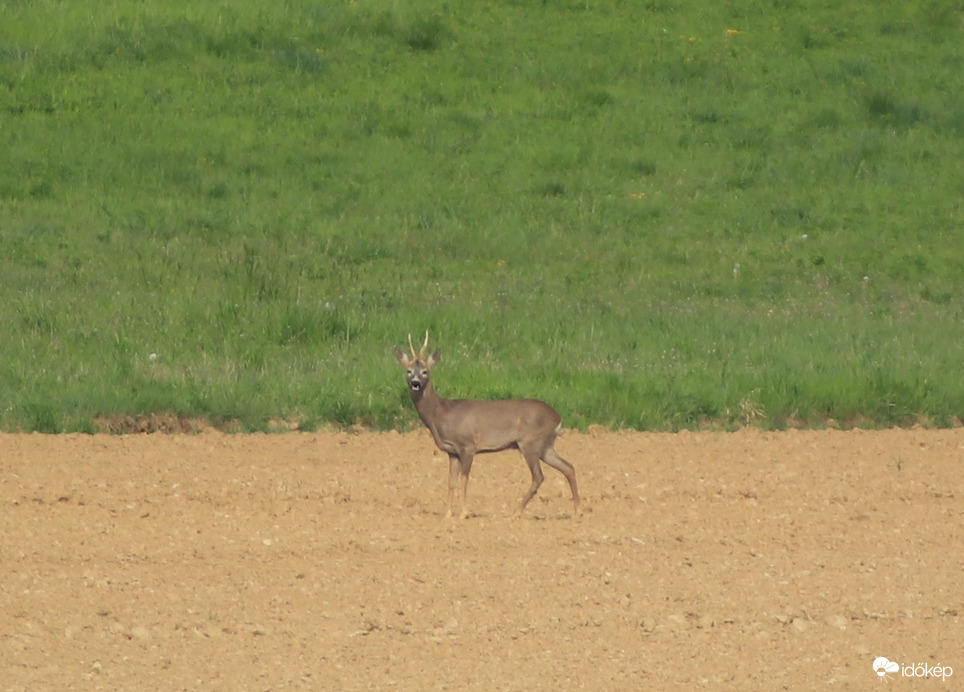 ... én figyelem őt, ő figyel engem ... :)