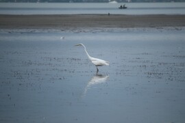 Balatonfenyves