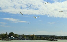 A komp után a felkavart vízben vadásszák a sirályok a kis halakat.