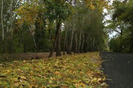 A környék összes postása ide jár.