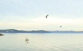 Az északi part a Balaton egyik nevezetességével.