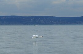 Közlekedés vízen és levegőben