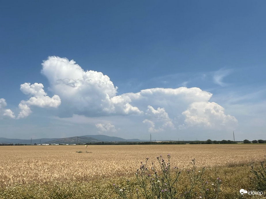 Gyöngyöshalász