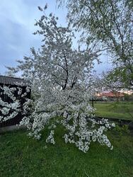 Bükkábrány
