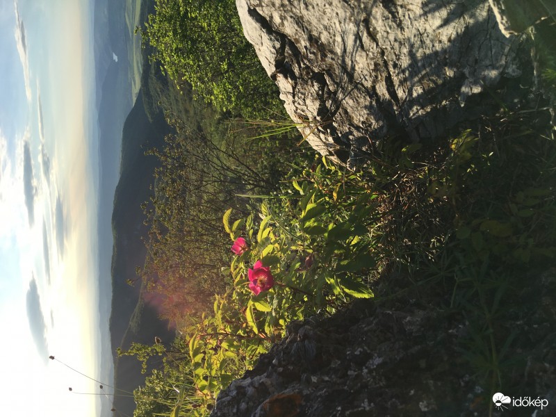 Vadrózsa a Bükki Nemzeti Parkban a Látókövek északi oldalán 2017. majus 27-én 