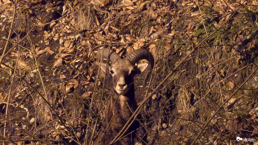 Még egy kis mufi portré