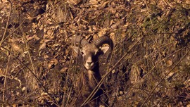 Még egy kis mufi portré