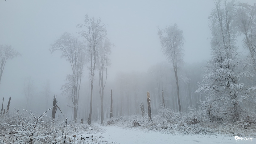Téli erdő