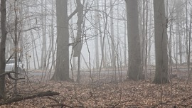 "Csoda fa" a Bükkben