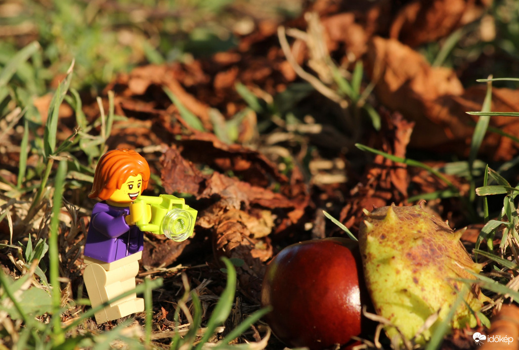 Vadgesztenye szelídítése :-)