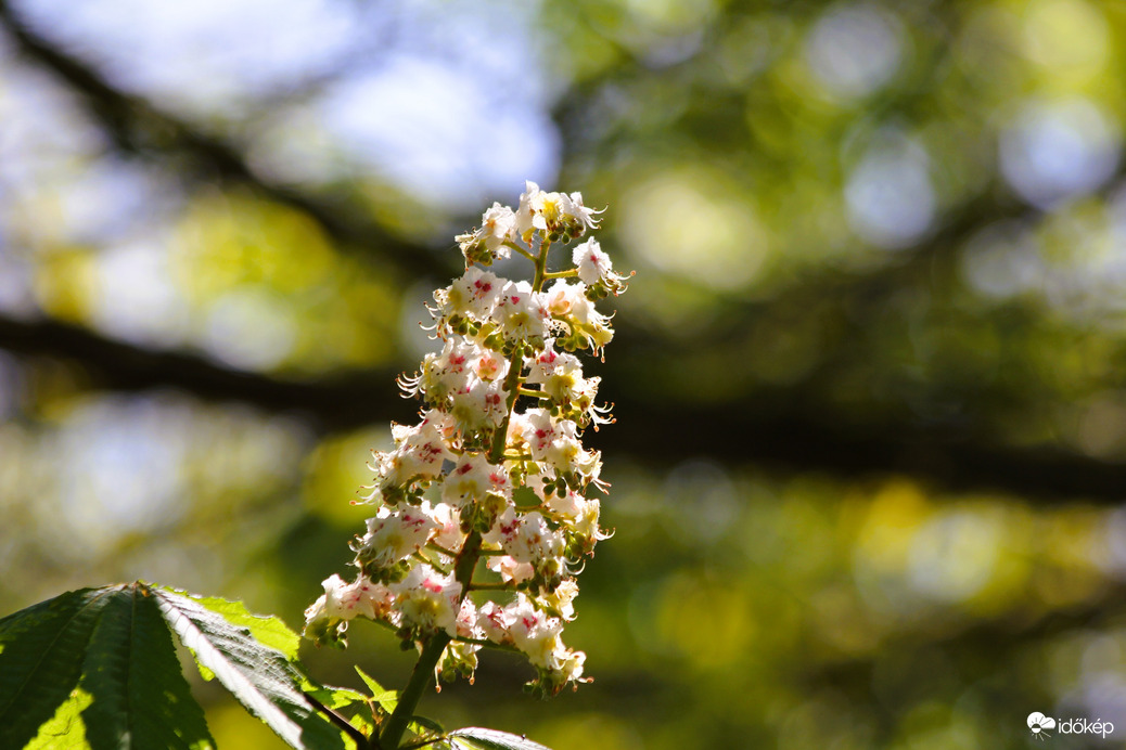Gesztenyefa virága