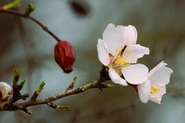 Mandulafa virága, csipkebogyó mellékszereplővel