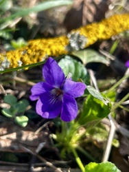 Virágzik az Ibolya is