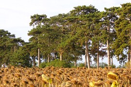 Óriások