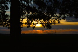 Fenyő ölelésében