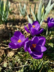 Virágzó krókuszok