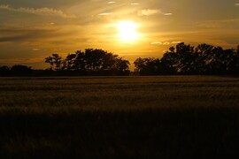 Naplemente a búzamezőn