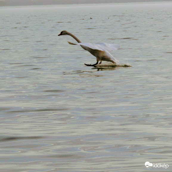 Gatyafékkel landolok