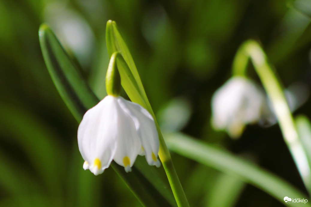 Erdő mélyén tőzike, azt nézi,hogy nézik-e?