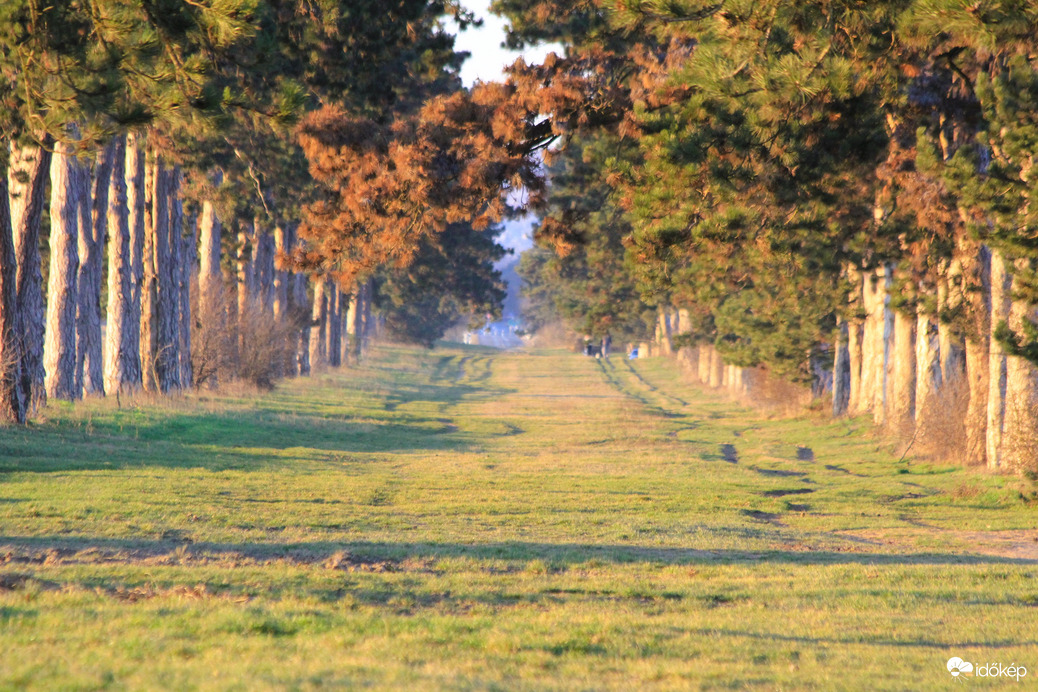 Tavaszi színek a Fenyves-allén