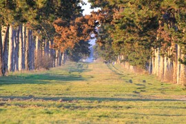 Tavaszi színek a Fenyves-allén