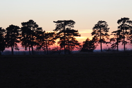Vattacukor színek a Fenyves-allén
