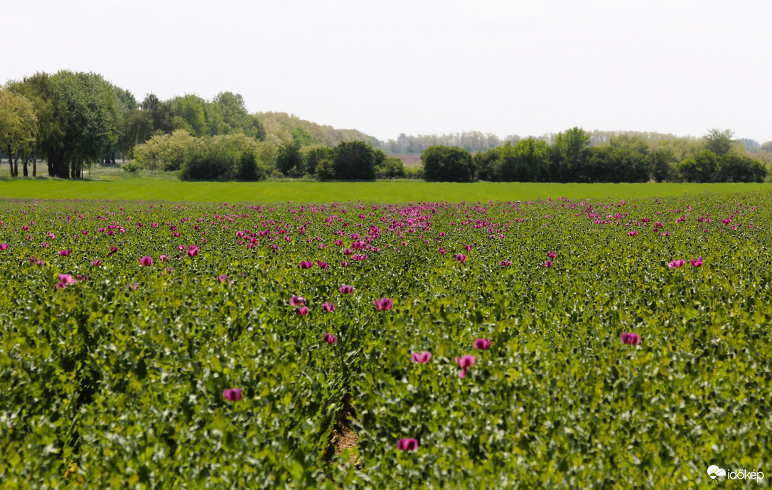 Jövő héten már teljes pompában a mákvirág 