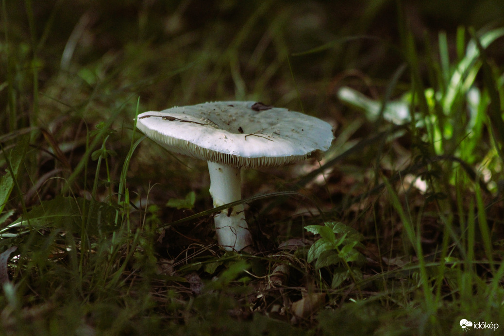 Megjelentek a gombák- az ősz csalhatatlan jele