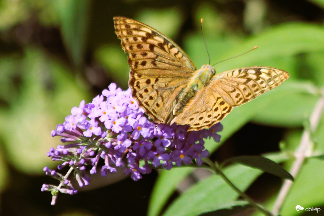 Az utolsó nektár begyűjtése 