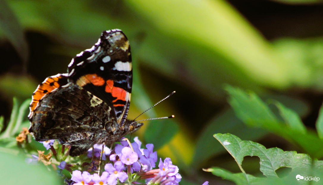 Az utolsó nektár begyűjtése 