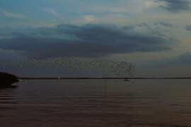 Seregélycsapat a Balaton felett